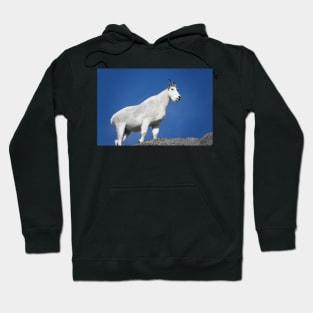 Mountain goat (Oreamnos americanus) in Mount Rainier National Park Hoodie